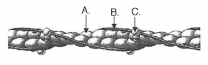 <p>What is part B?</p>