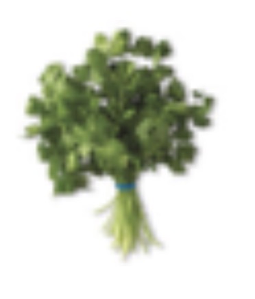 <p>Cilantro </p>