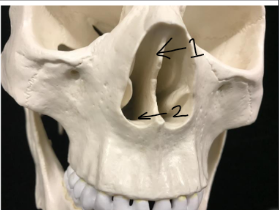 <p>What is bone 1 and what is bone 2?</p>