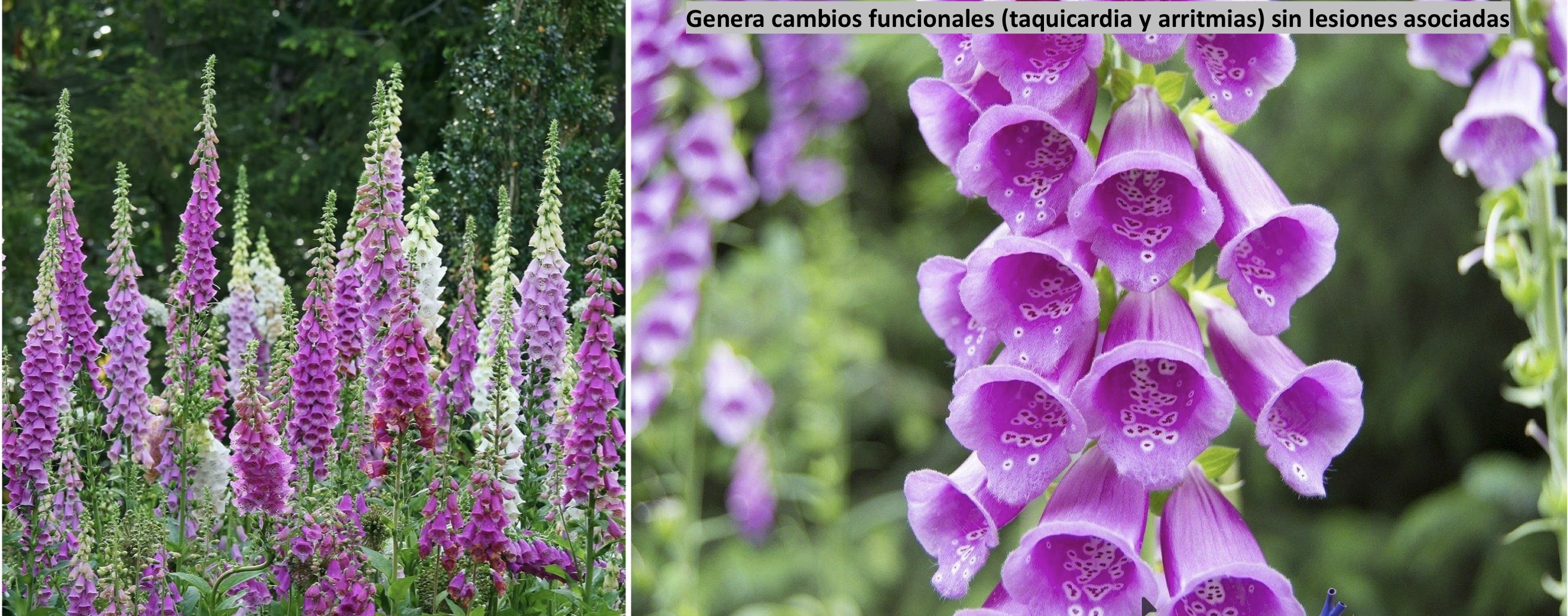 <p>CARDIOVASCULAR: Digitalis Purpúrea </p><p>Cambios funcionales (taquicardia y arritmias), sin lesiones asociadas </p>