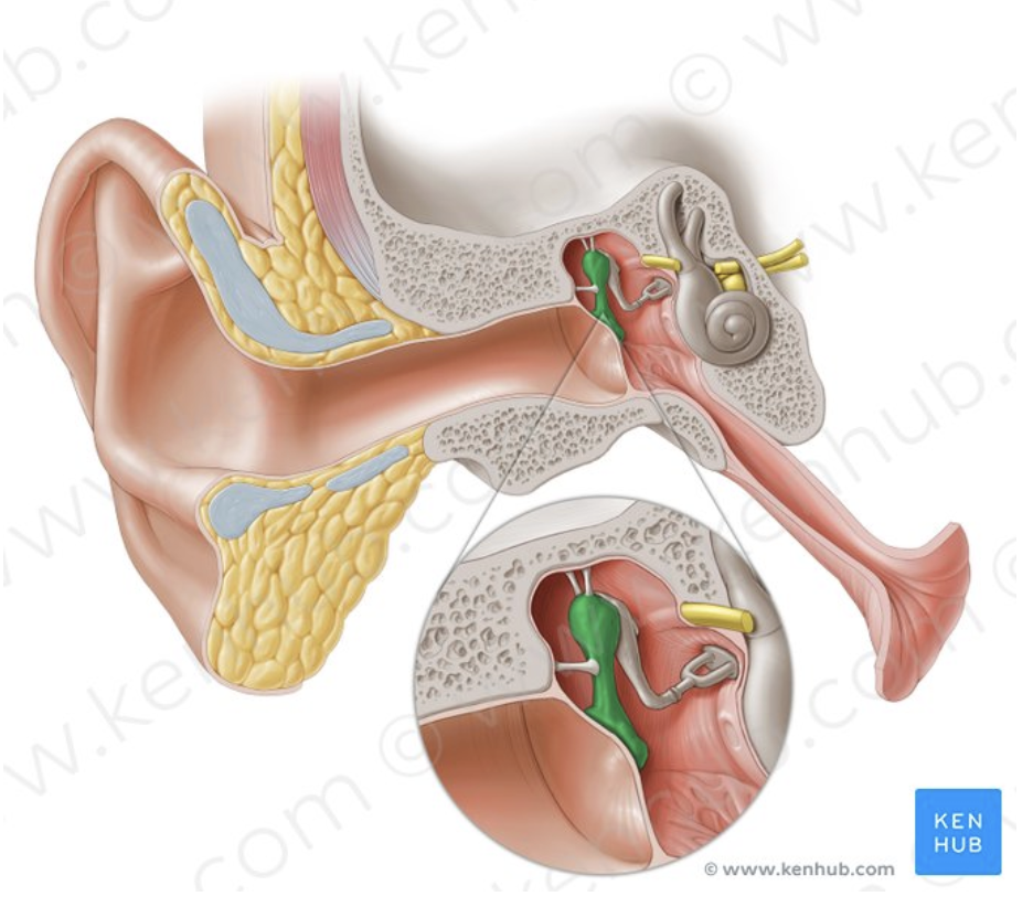 <p>What part of the ear is this?</p>