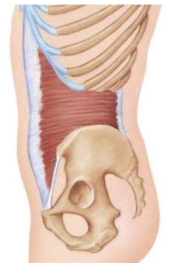 <p>Transverse abdominis actions </p>