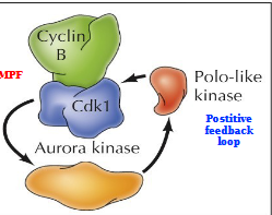 <p>Aurora kinase and Polo-like kinase act in a positive feedback loop with MPF (Cyclin B/Cdk1). Leads to:</p><p>Chromatin condensation - phosphorylation of condensins and cohensins</p><p>Nuclear envelope breakdown - Phosphorylation of lamins, nuclear pore complexes, and inner nuclear membrane proteins </p><p>Fragmentation of Golgi apparatus - Phosphorylation of Golgi matrix proteins</p><p>Spindle formation - Phosphorylation of centrosome, kinetochore, and microtubule-associated proteins</p>