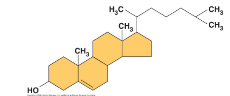 <p>steroids - cholesterol</p>