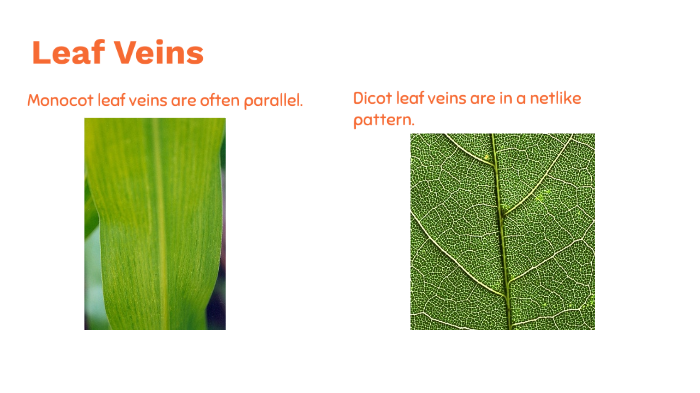 <p>monocot: Parallel-veined leaves common</p><p>eudicot: reticulate veins</p>