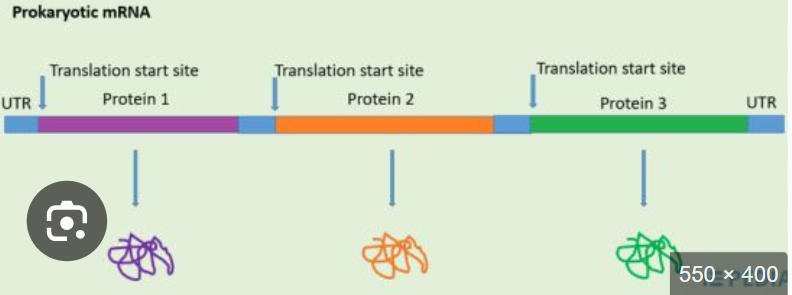 <p>In an open reading frame, one promoter and one terminator yields a polycistronic RNA how does this happen?</p>