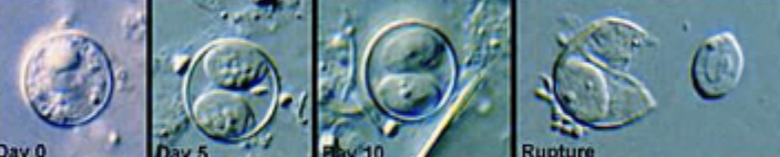 <ul><li><p>resembles cryptosporidium</p></li><li><p>7-10 um diameter, round-oval, transparent, when mature contains 2 sporocysts with 2 sporozoites each. May contain granules and have a wrinkled appearance.</p></li><li><p><span style="background-color: transparent;">The oocysts are variably stained on a modified acid fast stain, some will stain the light pink to deep purple, while others may remain unstained.</span></p></li><li><p><span style="background-color: transparent;">modified acid-fast stain and molecular diagnostics used for diagnosis</span></p></li></ul><p></p>