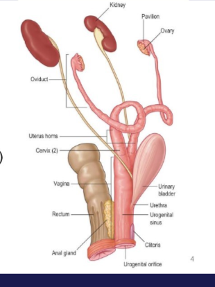 <ul><li><p>need to ensure we don’t ligate it to avoid causing damage to the ureters and urinary bladder</p></li></ul><p></p>