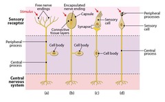 <p>Fast pain, slow pain, acute pain, chronic pain, and visceral pain.</p>