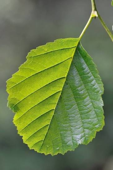 <p>Zwarte els</p>