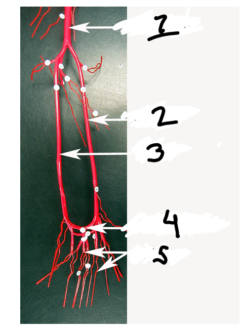 <p>name the structure (5)</p>