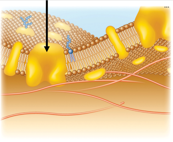<p><span>Looking at the phospholipid bilayer figure below, name the structure that the arrow is pointing to.</span></p>