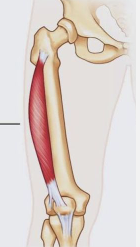 <p>Origin: Greater trochanter and lateral lip of the linea aspera of the femur</p><p>Insertion: base of the patella and by patellar ligament to tibial tuberosity</p><p>Action: Extends the leg at the knee joint</p><p>Innervation: Femoral Nerve</p>