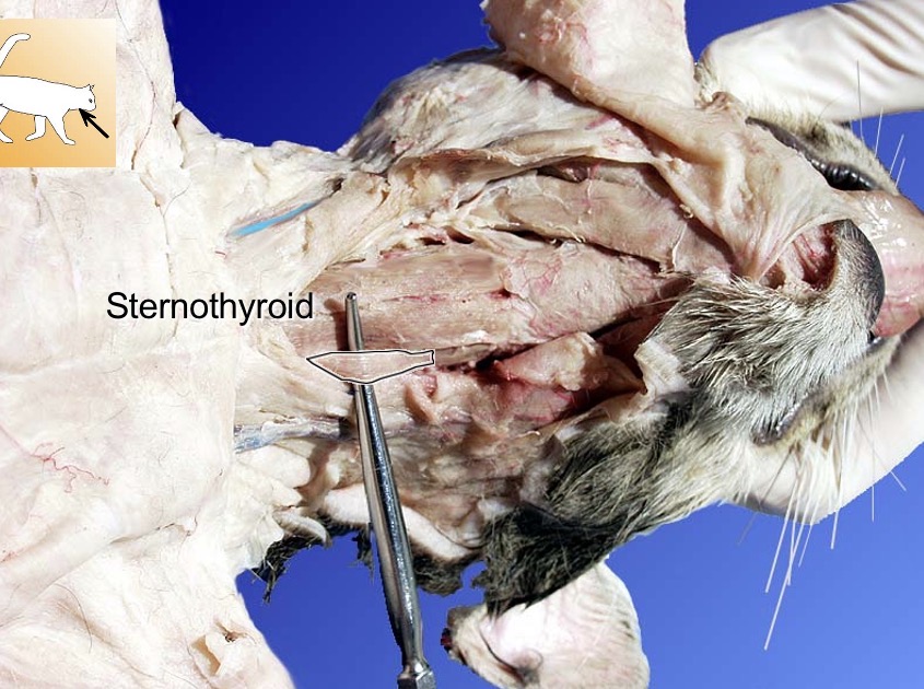 <p>Sternothyoid</p><p>action: depresses thyroid cartilage</p><p></p><p></p><p></p>