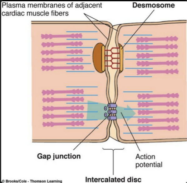 <p>Structure</p><ul><li><p><strong>Striated cells</strong> → contain proteins that cause contractions</p></li><li><p><strong>Short, branched cells</strong> → form a connected network</p></li><li><p><strong>Intercalated discs</strong> (join cells):</p><ul><li><p><strong>Desmosomes</strong> → hold the myocytes together</p></li><li><p><strong>Gap junctions</strong> → allow ions &amp; electrical signals to pass through the membrane</p><ul><li><p>Cardiac cells can contract simultaneously due to rapid flow of action potentials between the cardiac myocytes</p></li></ul></li></ul></li></ul><p></p><p>Relationship to Function</p><ul><li><p><strong>Striations → strong contractions</strong> to pump blood</p></li><li><p><strong>Branching network → rapid spread of contraction</strong></p></li><li><p><strong>Desmosomes → prevent cells pulling apart</strong> during forceful beats</p></li><li><p><strong>Gap junctions → fast electrical communication</strong>, so cells contract together</p></li></ul><p></p><p></p><p>Important: Cardiac myocyte = cardiac muscle cells</p>