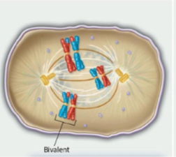 <p>The nuclear envelope completely dissociates into vesicles. The spindle apparatus is complete, so chromatids attach to the kinetochore microtubules.</p>