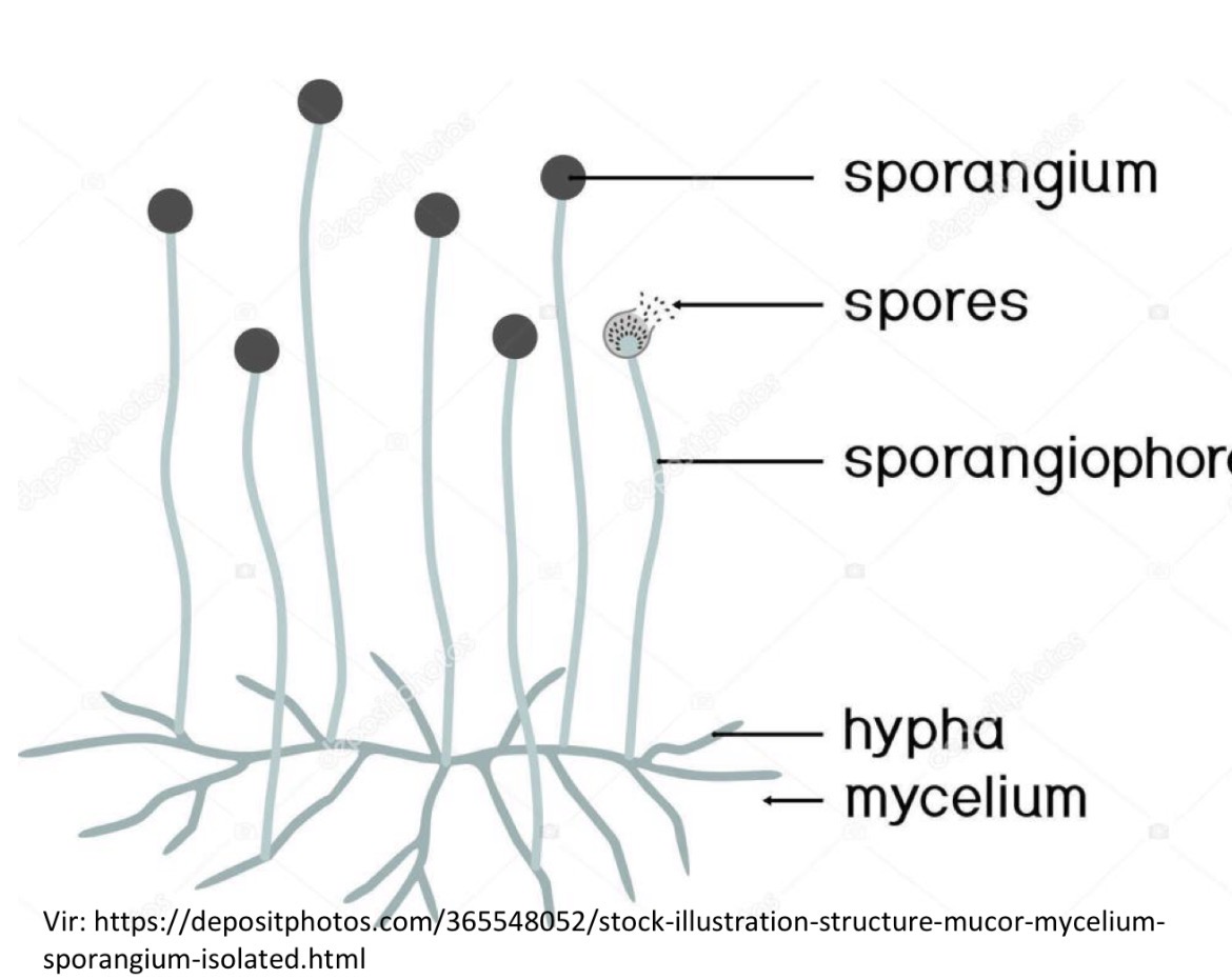 <p>Deblo zygomycota jarmaste glive</p><p>Razred zygomycetes</p><p>Red mucorales</p><p>Rod mucor krušna plesen</p>