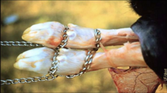<p>Which limbs of the fetus are coming out of the vulva shown in the picture?</p>
