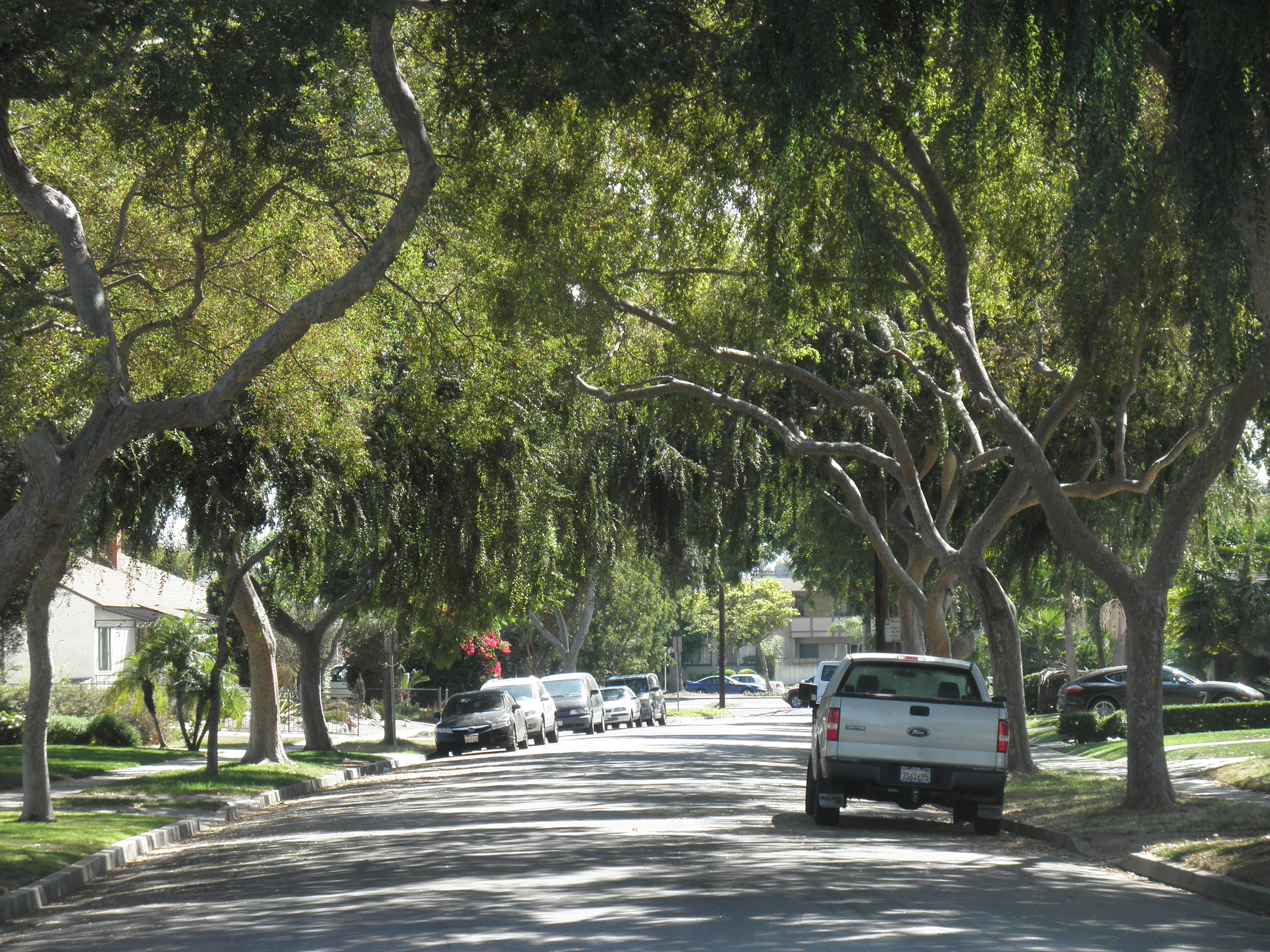 <p>Ulmus parvifolia - Chinese Elm</p>