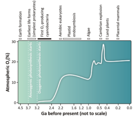 <p>A significant rise in atmospheric O2, around 2.3 bya (billion years ago)</p>
