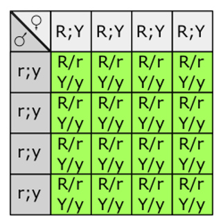 <p><strong>If homozygous dominant (AABB)</strong></p><ul><li><p>Only one gamete type is produced: AB</p></li><li><p>All offspring are AaBb, showing 100% dominant phenotype for both traits — no variation</p></li><li><p>ow do dihybrid test cross outcomes differ between heterozygous and homozygous dominant genotypes?No recessive phenotypes appear at all</p></li></ul><p></p>