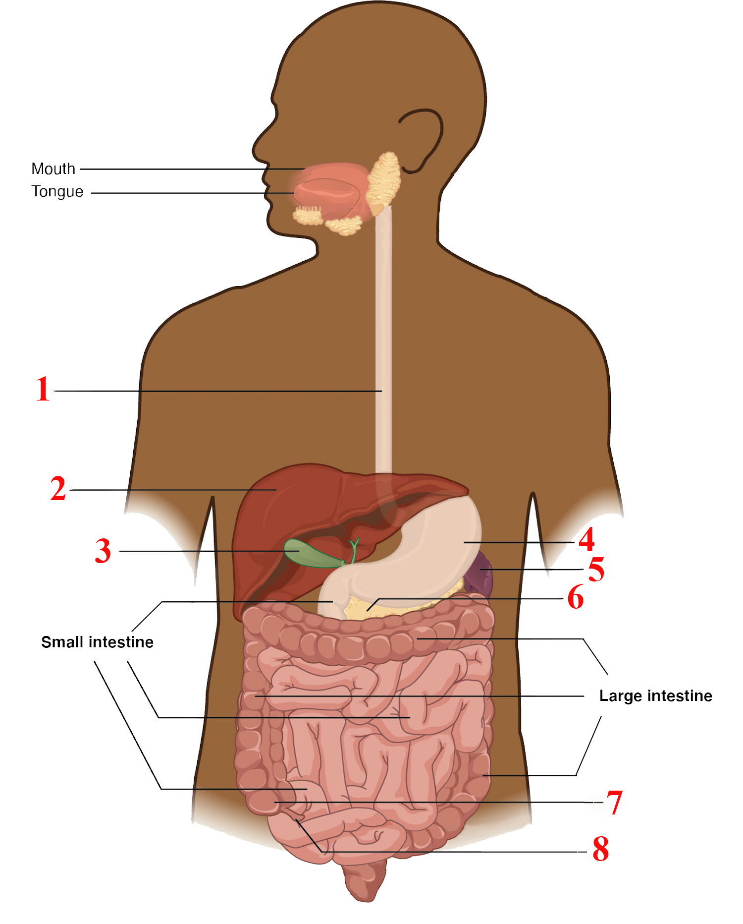 <p>The organ shown at "8" is the:</p>