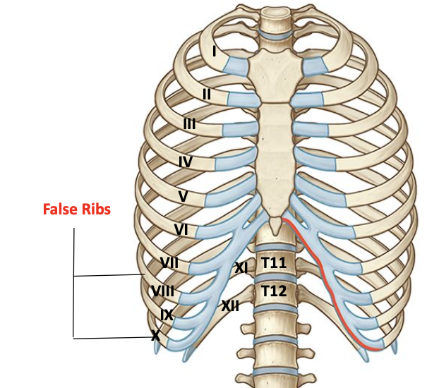 <p>Ribs 7-10 are false ribs<br>Their costal cartilages do not articulate directly with the sternum<br>Articulate with costal cartilage or rib above</p>