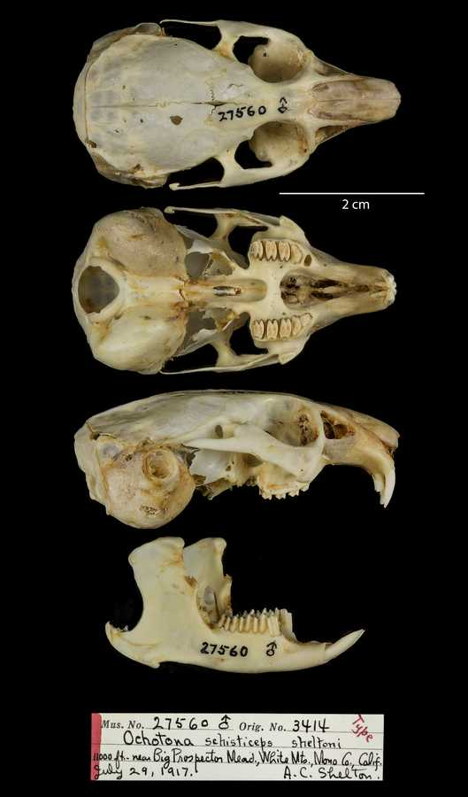 <p>Family Ochotonidae Ochotona princeps ( pika)</p>