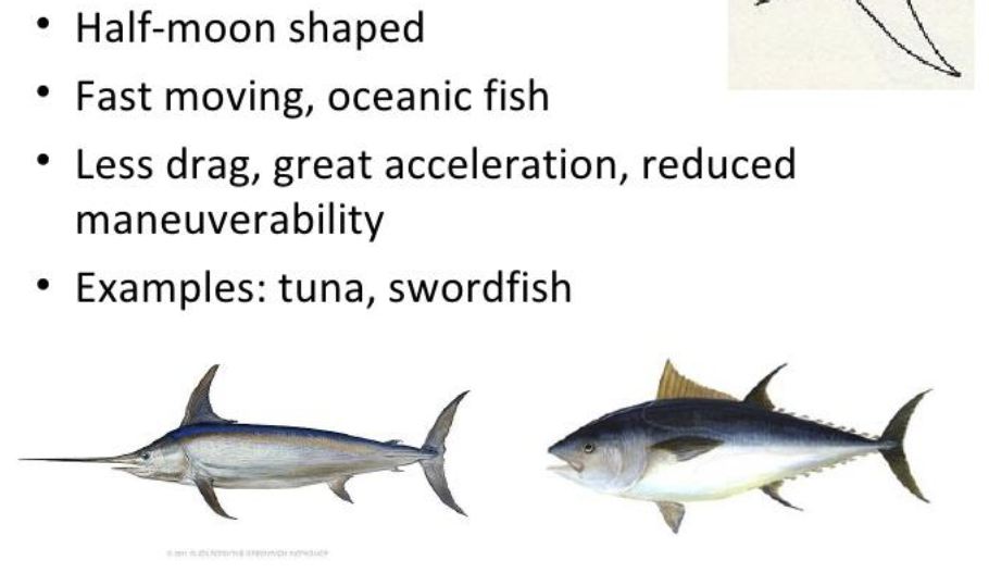 <p>crescent moon shaped caudal fin; equal dorsal and ventral lobes</p>