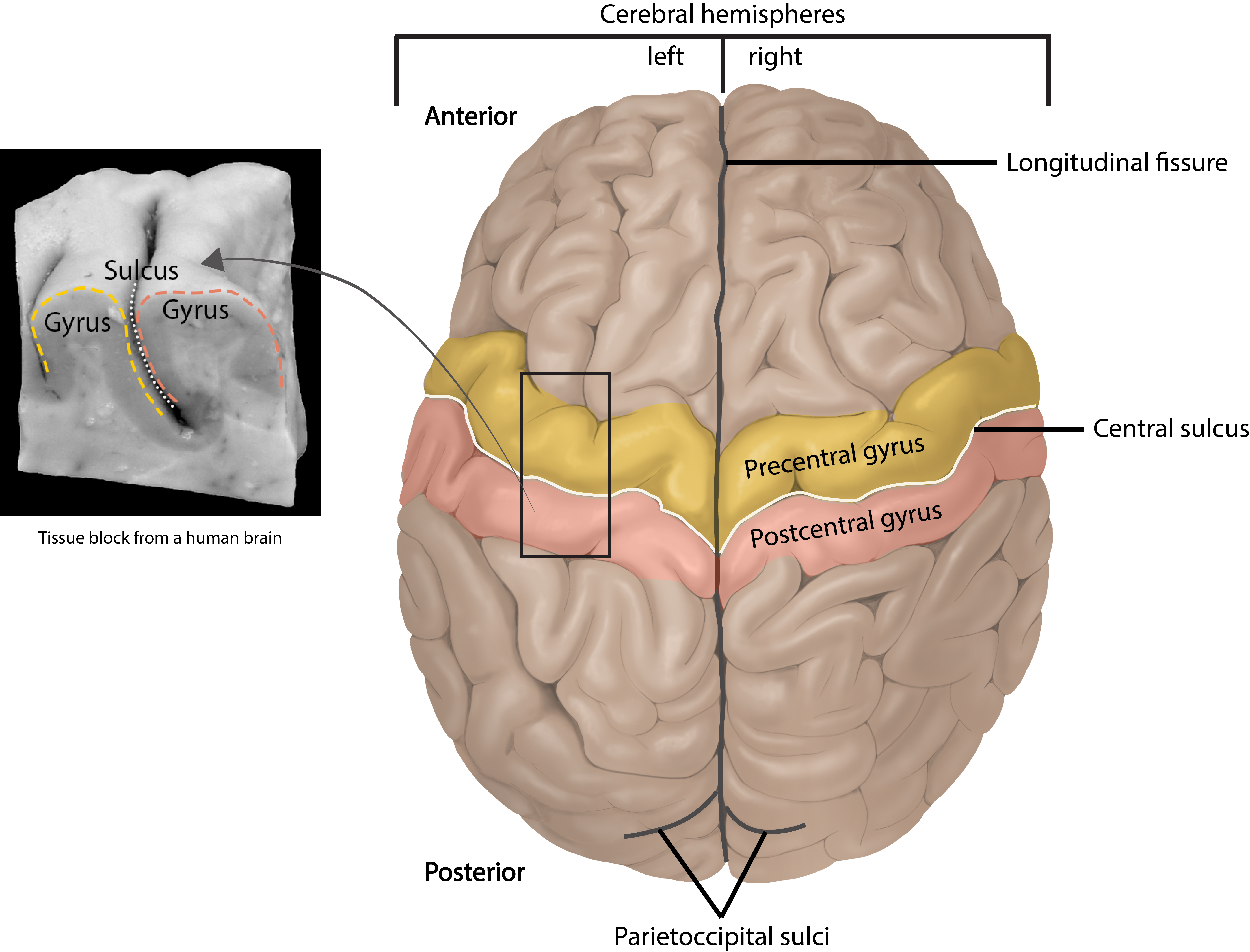 <p>gyrus right next to the central sulcus </p>