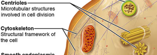 <p>Cytoskeleton</p>