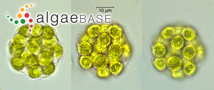 <p>Identify</p>
