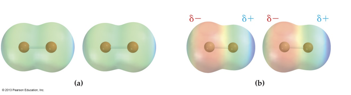 <ul><li><p>transient attractive interactions when atoms are spaced appropriately</p></li><li><p>the molecules have equal amounts of electrons sharing but the electrons have to be somewhere at sometime, making partial positives and partial negatives that cause the attraction</p></li></ul><p></p>