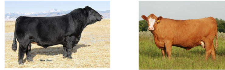 <p>Simmental</p>