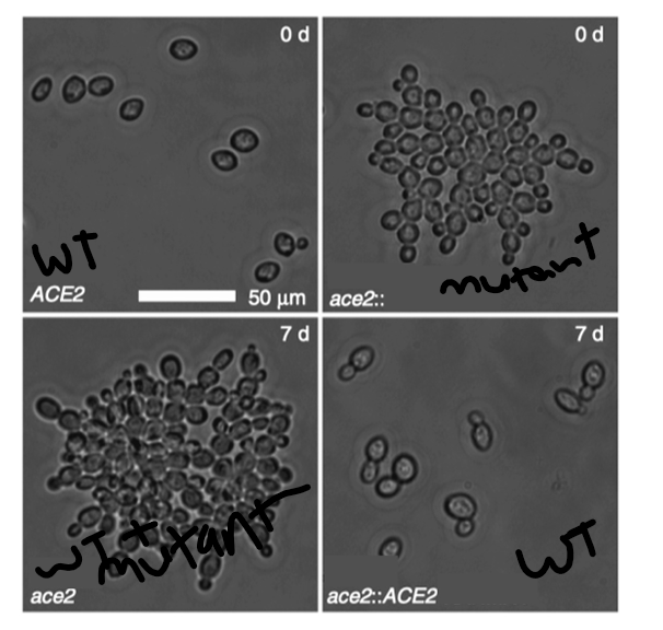 <p><span><span>Role of ACE2 gene in cell function and shift to multicellularity</span></span></p>