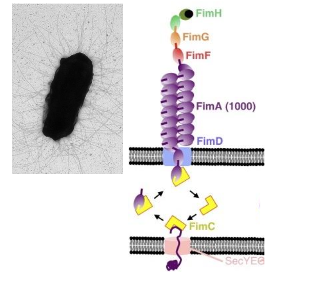 <ul><li><p>type I chaperone usher pili</p></li><li><p>assembly:</p></li></ul><ol><li><p>chaperone FimC delivers plus subunits to the surface </p></li><li><p>usher FimD- mediates export to the cell surface</p></li><li><p>tip adhesin- FimH binds host receptor</p></li></ol><ul><li><p>first subunit exported is FimFGH and then 1000 copies of FimA</p></li></ul><p></p><p></p><p></p>