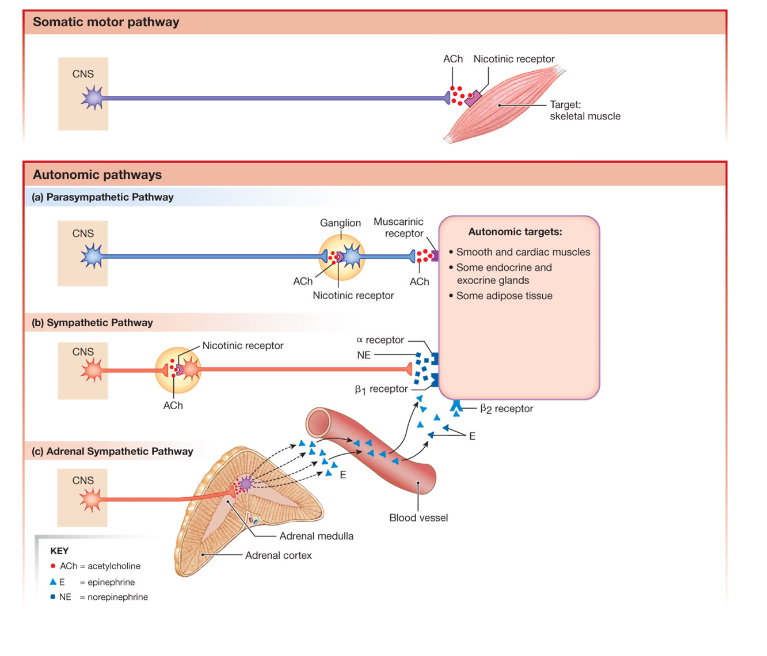 <p>Efferent pathways of the nervous system</p>