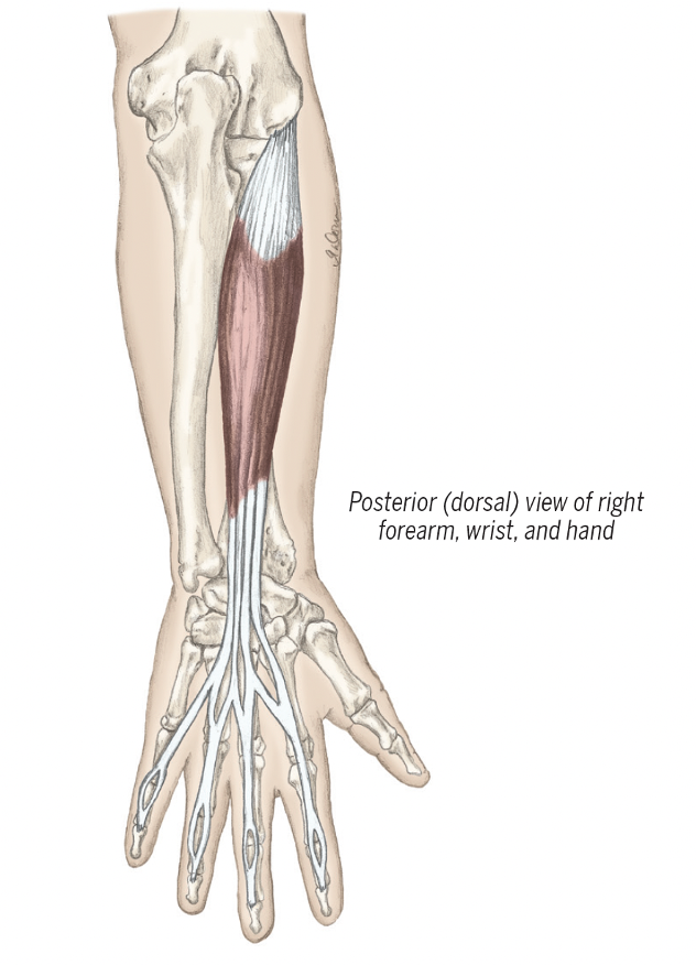 <p>extensor digitorum description and movements</p>