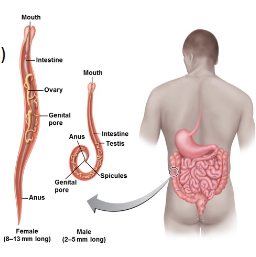 <p>Enterobius vermicularis life cycle</p><ol><li><p>Adult female <strong>lays eggs </strong>in the <strong>anus</strong></p></li><li><p>Eggs are passed out in <strong>feces </strong>or <strong>fingernails </strong>(due to <strong>itching</strong>)</p></li><li><p>Human <strong>consumes eggs</strong></p></li><li><p>Larvae <strong>hatch </strong>in <strong>small intestine</strong></p></li><li><p>Adult male and female <strong>mate</strong></p></li><li><p>Adult female <strong>migrates </strong>to <strong>anus</strong>, repeating the cycle</p></li></ol><p></p>