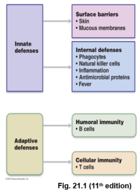 <p>Innate immunity (non-specific), and adaptive immunity (specific/acquired)</p>