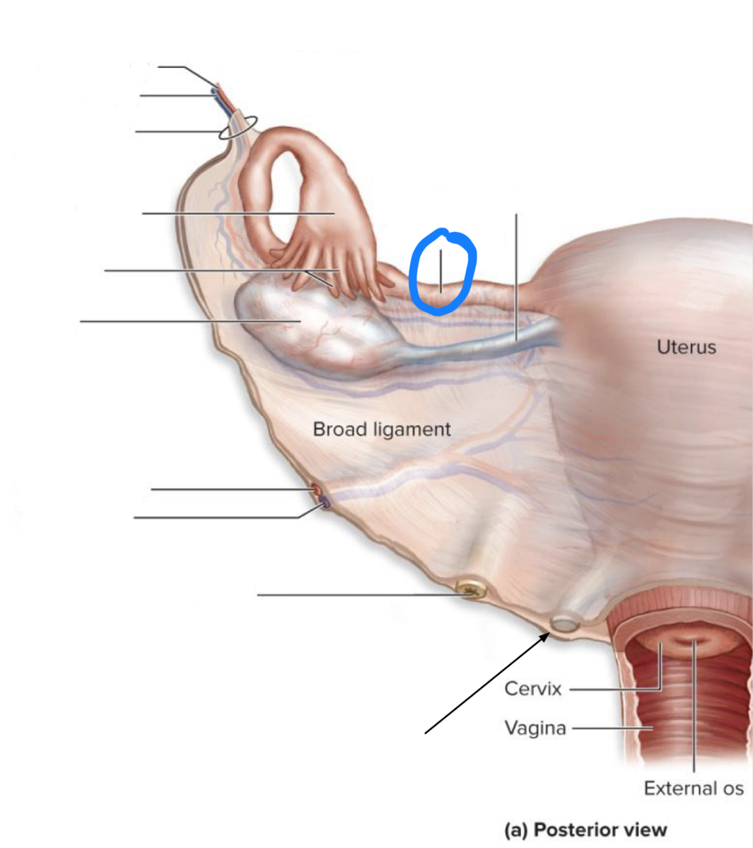 <p>What structure is this?</p>