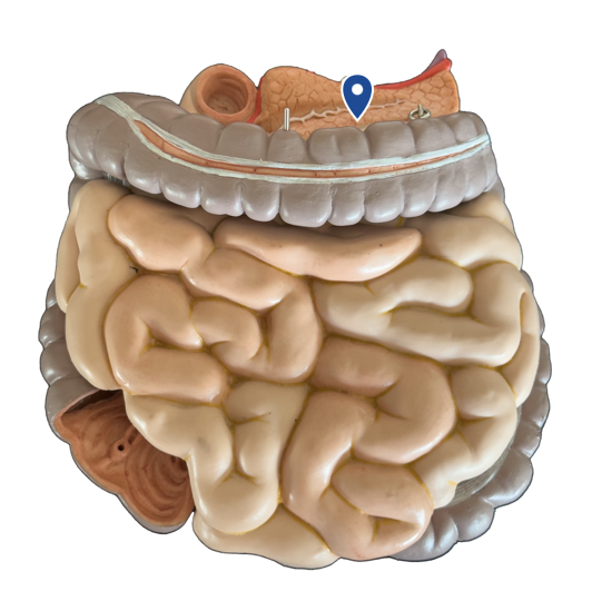 <p>Name this organ.</p>