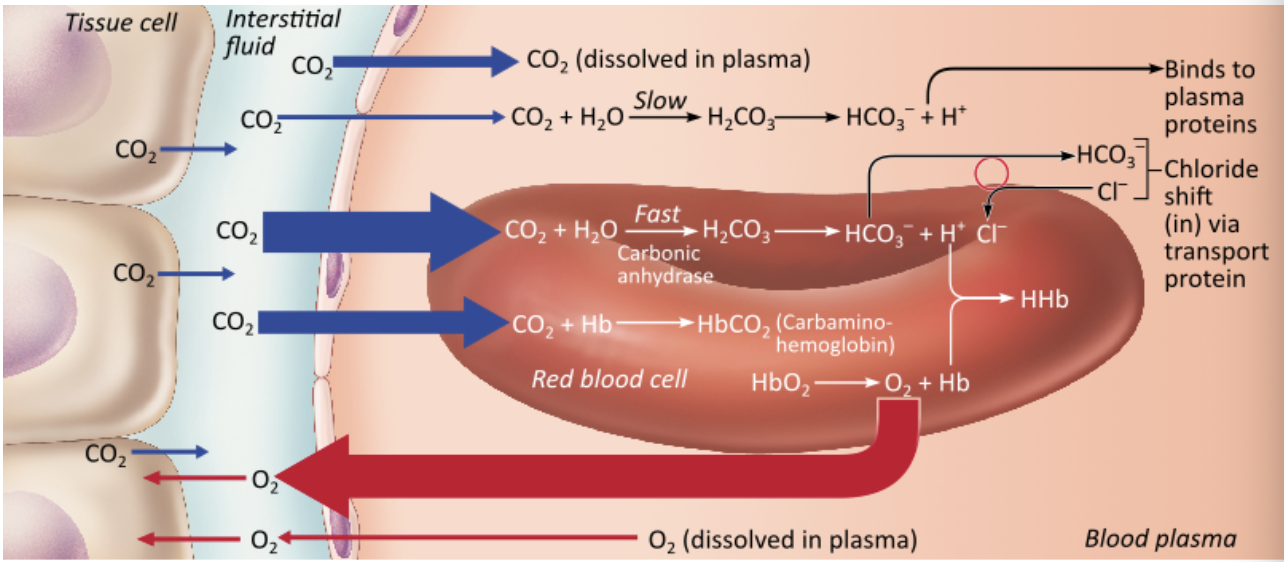 <p><span>Which of the following would induce the loss of oxygen from the hemoglobin and the blood?</span></p><table style="min-width: 25px;"><colgroup><col style="min-width: 25px;"></colgroup><tbody><tr><td colspan="1" rowspan="1" style="margin: 0px; padding: 0.3em; position: relative;"><p>increase in hemoglobin that has oxygen bound to it already &nbsp; &nbsp; &nbsp; &nbsp;</p></td></tr><tr><td colspan="1" rowspan="1" style="margin: 0px; padding: 0.3em; position: relative;"><p>a decrease in blood temperature &nbsp; &nbsp; &nbsp; &nbsp;</p></td></tr><tr><td colspan="1" rowspan="1" style="margin: 0px; padding: 0.3em; position: relative;"><p>decreases in plasma carbon dioxide &nbsp; &nbsp; &nbsp; &nbsp;</p></td></tr><tr><td colspan="1" rowspan="1" style="margin: 0px; padding: 0.3em; position: relative;"><p>a drop in blood pH</p></td></tr></tbody></table><p></p>