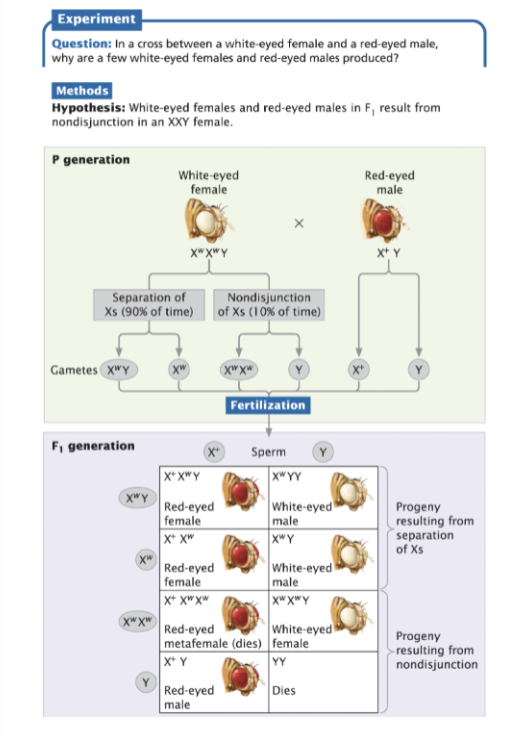 <p>in nondisjunction, chromosomes fail to separate correctly during meiosis</p><p></p><p>Nondisjunction theory explains the novel progeny which normally should not be possible if the white- eyed female was XwXw – all females from the red- eyed male cross should in that case be X+Xw and all males XwY</p><p></p><p>The XwXwY female can now produce a Y gamete, combining with the male to produce X+Y progeny, or a XwXw gamete, combining with the male to produce another XwXwY female</p><p></p>