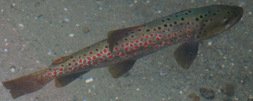 <p>Ohrid trout</p>