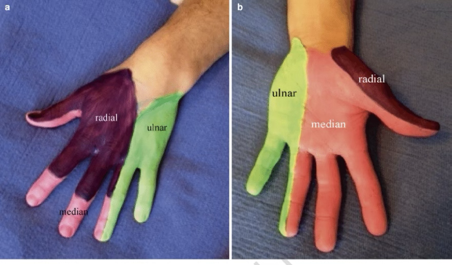 <p>what are the two neurovascular components on the hand?</p>