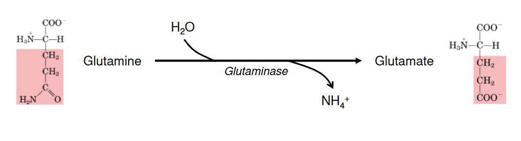 <p>Opposite to glutamine production</p><p>Release Amino group from glutamine side chain</p><p>Fed: active in liver → amino group for urea synthesis</p><p>Fasted: active in kidney </p>