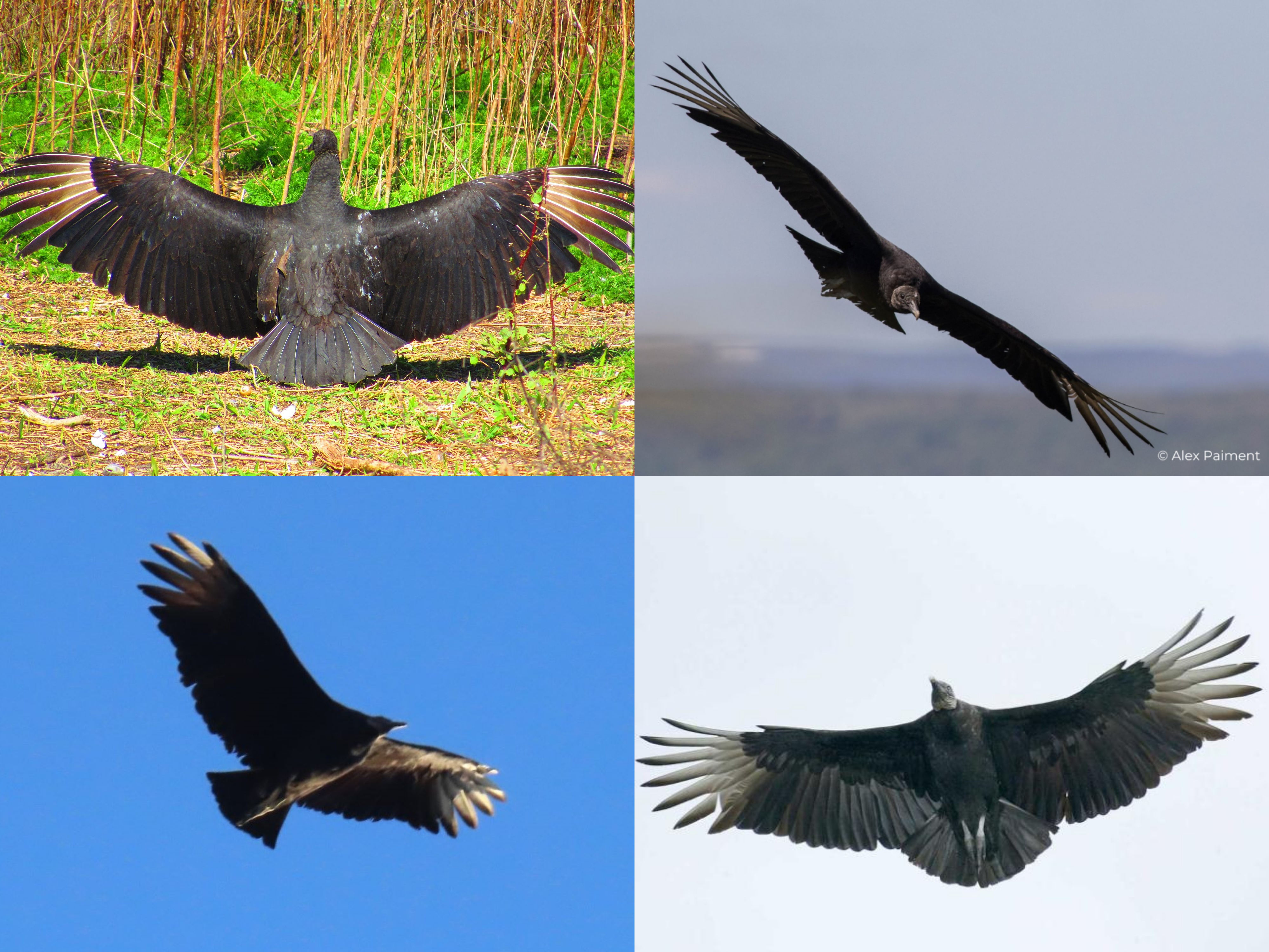 <p>Order: Accipitriformes</p><p>Family: Cathartidae</p><p>CN: Black Vulture</p><p>Alpha Code: BLVU</p>