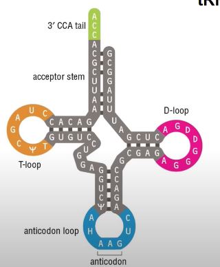 <p>Is a cloverleaf structure:</p><ul><li><p>Anticodon reads the code (mRNA)</p></li><li><p>3’ CCA tail carries the amino acid</p><ul><li><p>Amino acids are attached here by aminoacyl-tRNA synthetase </p></li></ul></li><li><p>T-loop and D-loop ensures stability and structure (heavily modified)</p></li></ul><p></p>