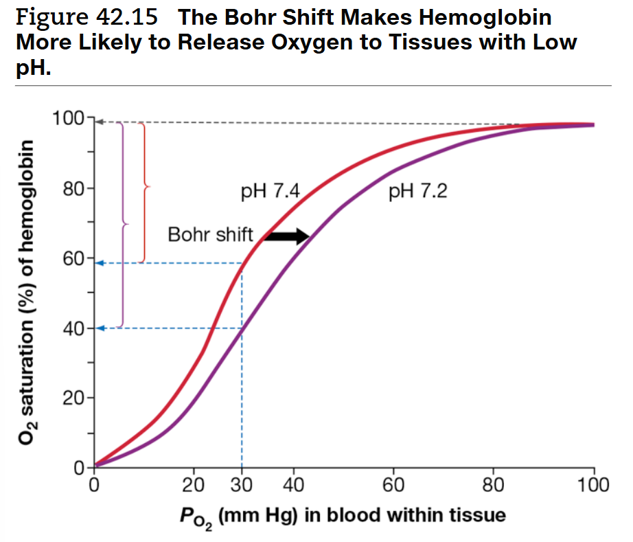 <p>Bohr Shift</p>